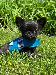 Petit mâle chihuahua enr. ckc poil long
