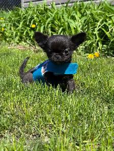 Petit mâle chihuahua enr. ckc poil long - Photo 2