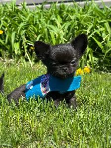 Petit mâle chihuahua enr. ckc poil long - Photo 3