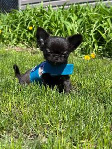 Petit mâle chihuahua enr. ckc poil long - Photo 4
