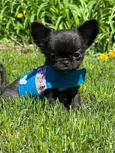 Petit mâle chihuahua enr. ckc poil long - Photo 5