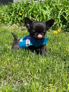Petit mâle chihuahua enr. ckc poil long - Photo 6