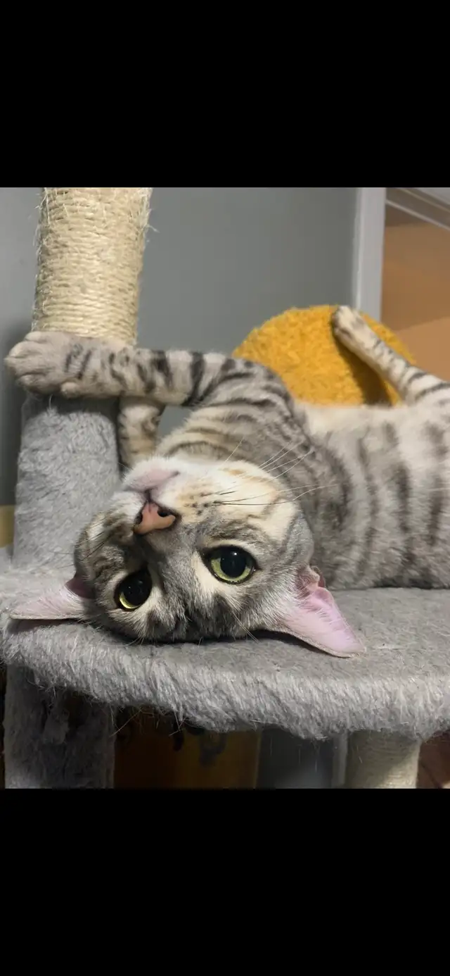 Bengal Cat needing a forever home