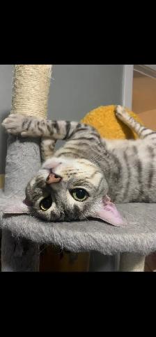 Bengal Cat needing a forever home