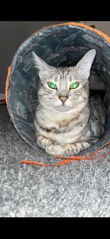 Bengal Cat needing a forever home - Photo 2