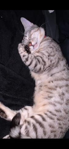 Bengal Cat needing a forever home - Photo 3