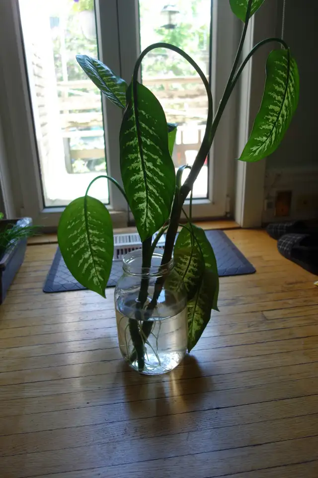 FREE Rooting Dieffenbachia Plants