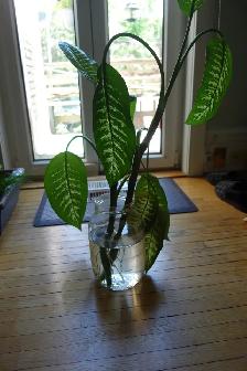 FREE Rooting Dieffenbachia Plants