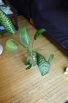 FREE Rooting Dieffenbachia Plants - Photo 2