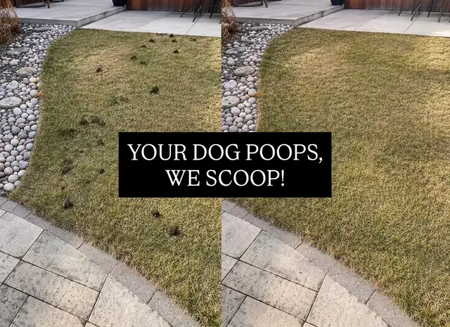 Winnipeg Dog Poop Removal | Exclusive Pricing | 587-971-4112