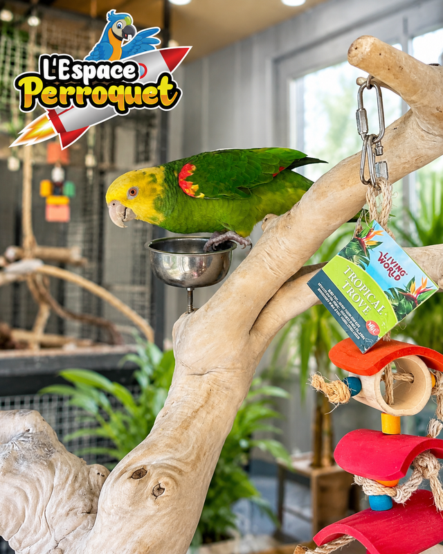 ❤️❤️ Amazone à double front jaune disponible | Femelle ❤️❤️