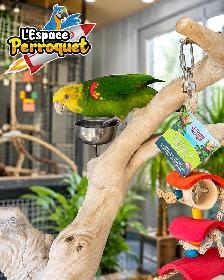 ❤️❤️ Amazone à double front jaune disponible | Femelle ❤️❤️