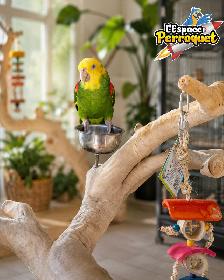 ❤️❤️ Amazone à double front jaune disponible | Femelle ❤️❤️ - Photo 2