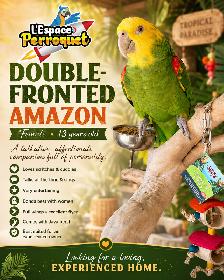 ❤️❤️ Amazone à double front jaune disponible | Femelle ❤️❤️ - Photo 3