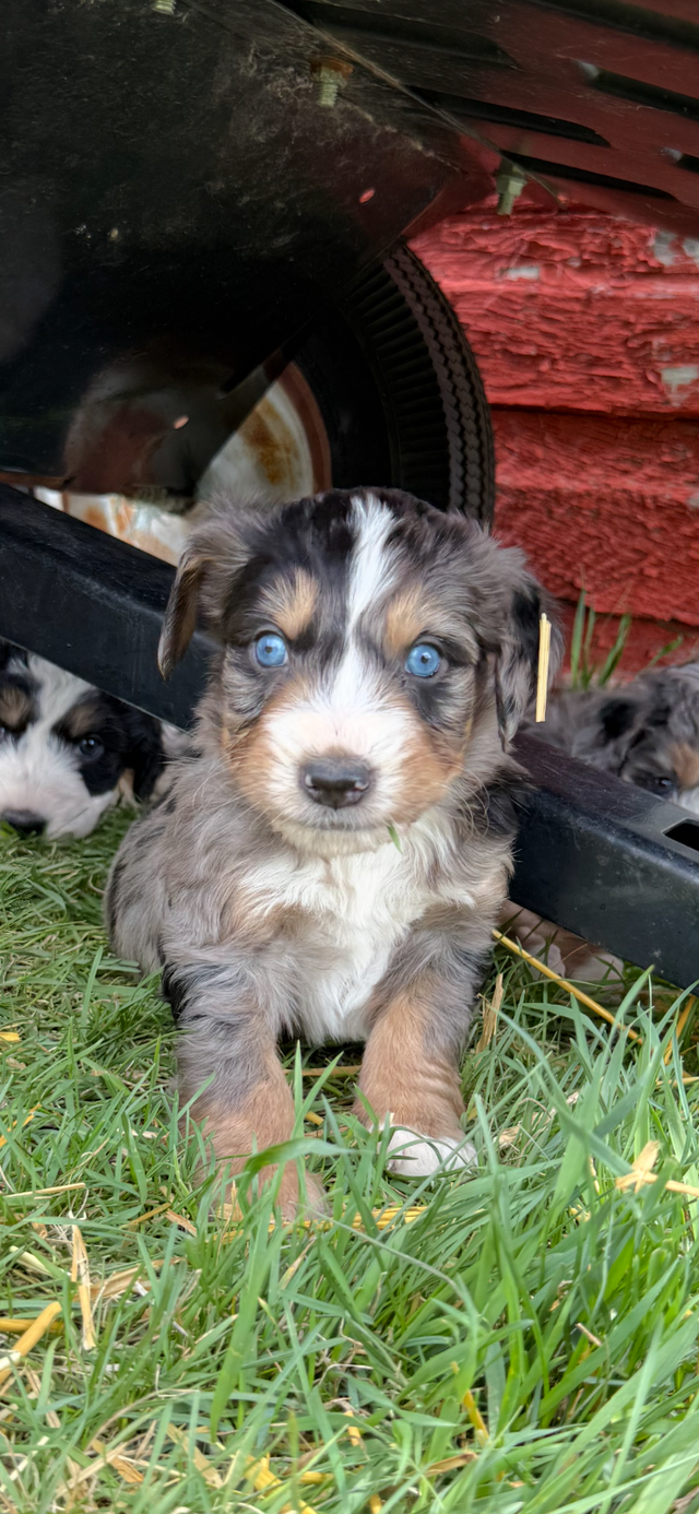 Bernedoodle puppies