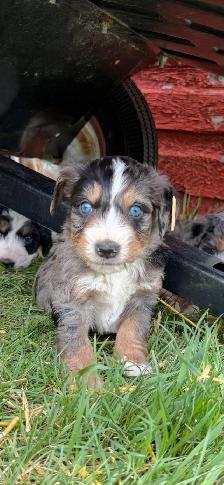 Bernedoodle puppies