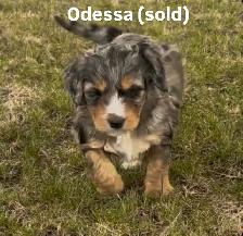 Bernedoodle puppies - Photo 2