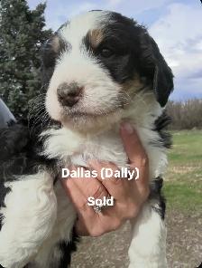 Bernedoodle puppies - Photo 3