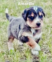 Bernedoodle puppies - Photo 4