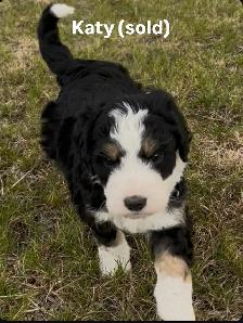 Bernedoodle puppies - Photo 5