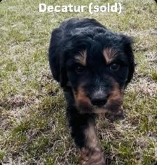 Bernedoodle puppies - Photo 6