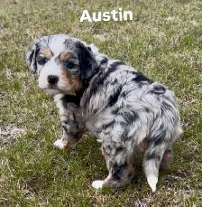 Bernedoodle puppies - Photo 7