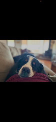 Bernedoodle puppies - Photo 8