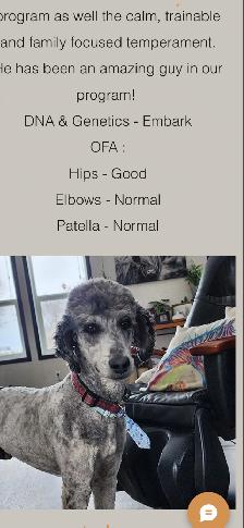 Bernedoodle puppies - Photo 9
