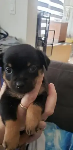 Rare Pin-Tzu puppies for sale  by owner