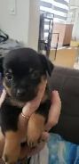 Rare Pin-Tzu puppies for sale  by owner
