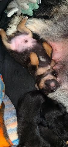 Rare Pin-Tzu puppies for sale  by owner - Photo 2