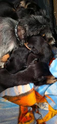 Rare Pin-Tzu puppies for sale  by owner - Photo 3