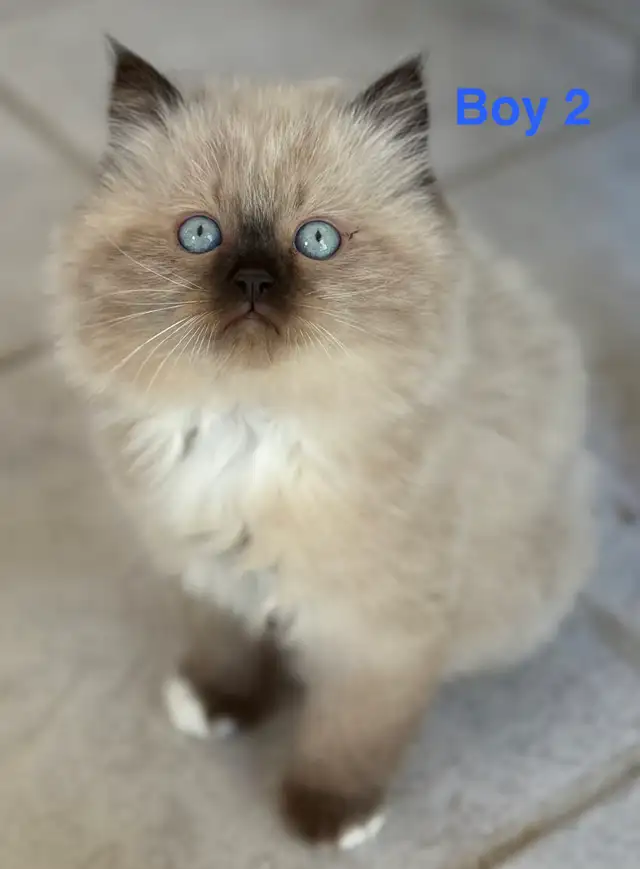 Gorgeous Himalayan Maine Coon Kittens