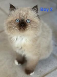 Gorgeous Himalayan Maine Coon Kittens