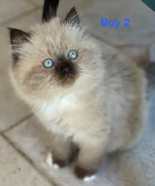 Gorgeous Himalayan Maine Coon Kittens - Photo 2