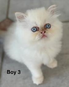 Gorgeous Himalayan Maine Coon Kittens - Photo 3
