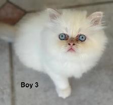Gorgeous Himalayan Maine Coon Kittens - Photo 4