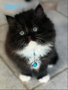 Gorgeous Himalayan Maine Coon Kittens - Photo 5