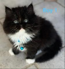 Gorgeous Himalayan Maine Coon Kittens - Photo 6