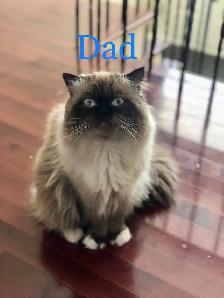 Gorgeous Himalayan Maine Coon Kittens - Photo 7