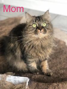 Gorgeous Himalayan Maine Coon Kittens - Photo 8