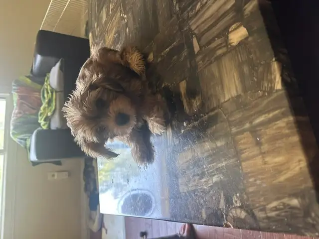 Puppies For Sale