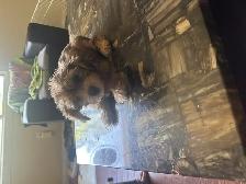 Puppies For Sale