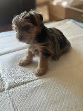 Puppies For Sale - Photo 2