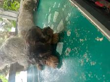 Puppies For Sale - Photo 3