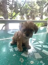 Puppies For Sale - Photo 5