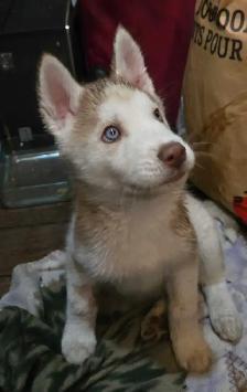 Husky Sibérien