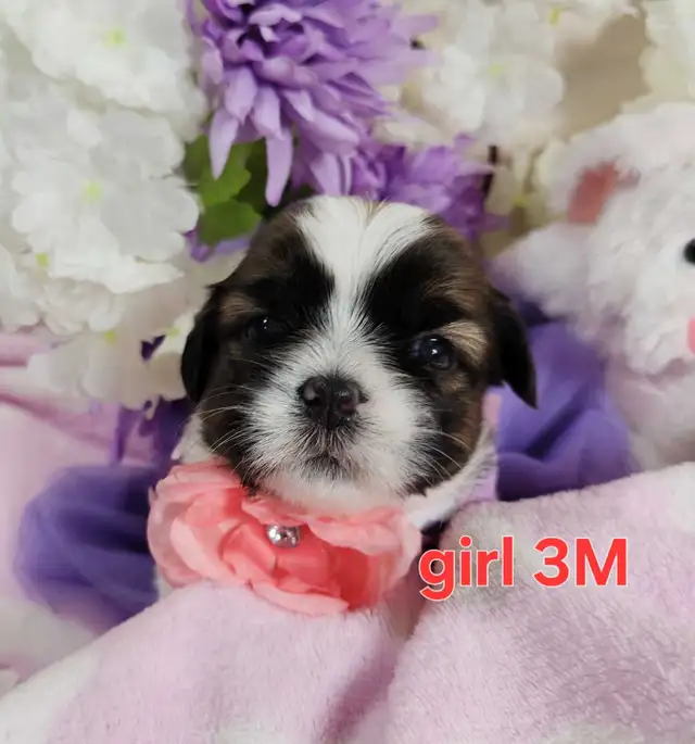 ❤️ PUREBRED SHIH TZU PUPPIES ❤️