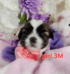 ❤️ PUREBRED SHIH TZU PUPPIES ❤️