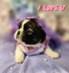 ❤️ PUREBRED SHIH TZU PUPPIES ❤️ - Photo 2